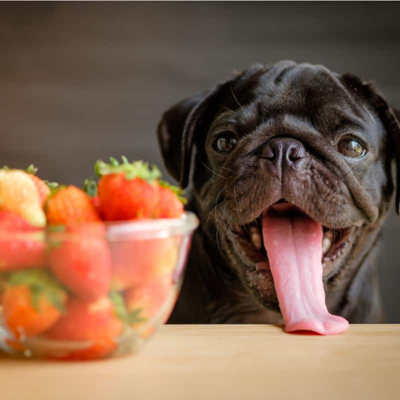 do strawberries give dogs diarrhea