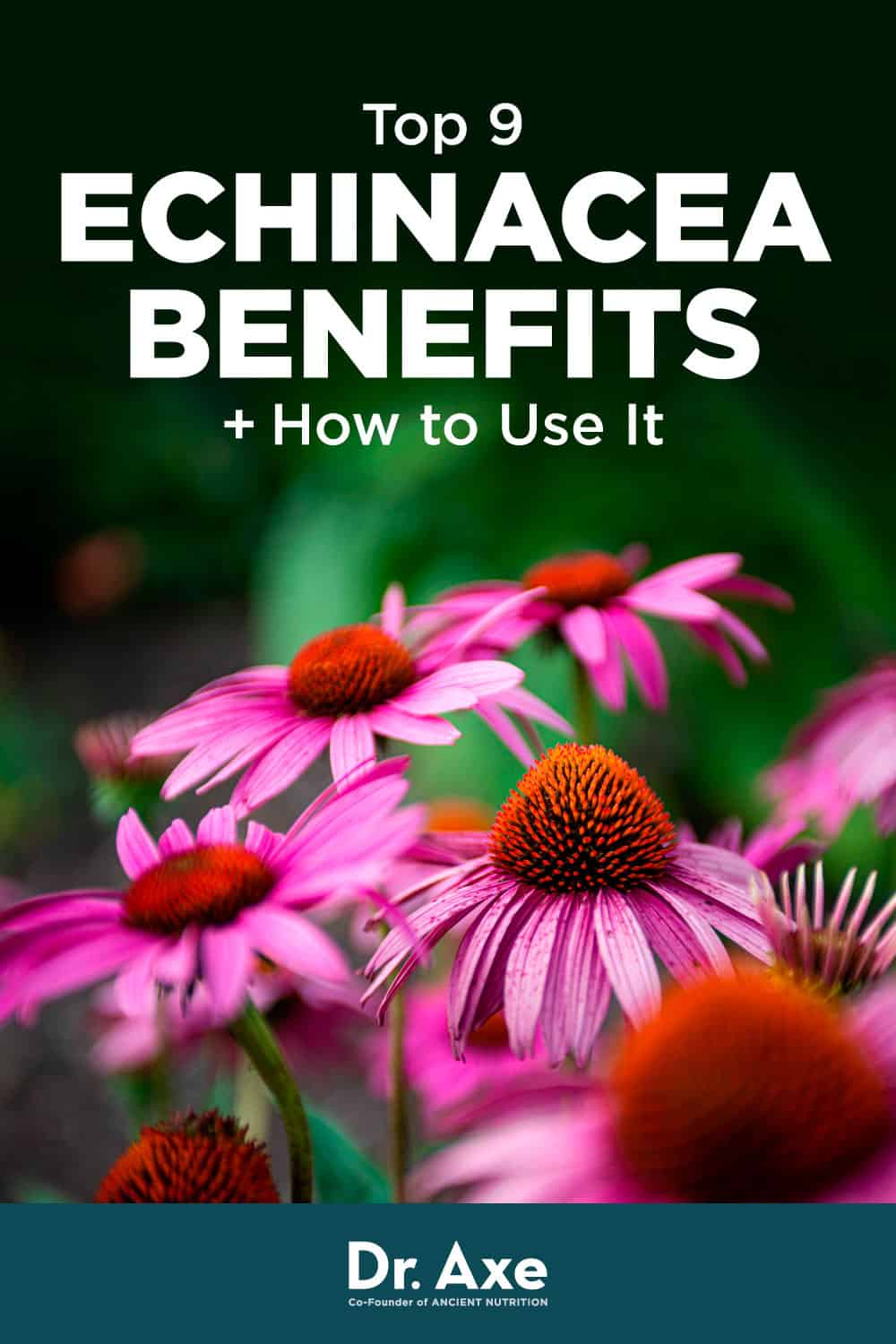 Echinacea Benefits, Uses, Dosage, Side Effects and More Dr. Axe