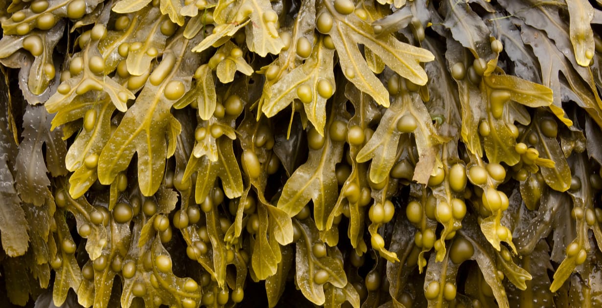 Bladderwrack Benefits, Uses, History, Side Effects and More - Dr. Axe