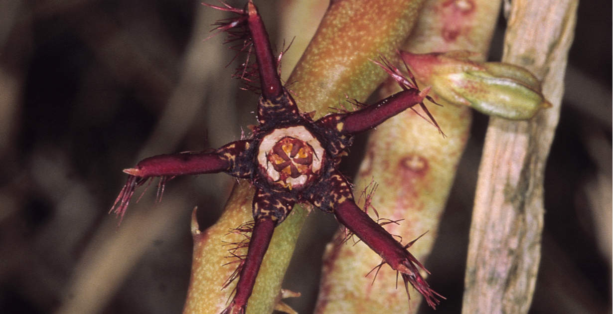 Caralluma Fimbriata Uses, Potential Benefits, Risks, Side Effects Dr. Axe