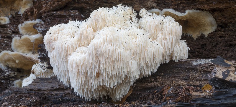 Lion’s Mane Mushroom: The Potential Brain-Boosting, Cancer-Fighting Powerhouse-by Dr. Josh Axe, DC, DNM, CN