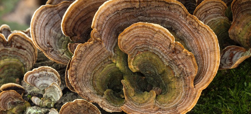 Turkey tail mushroom - Dr. Axe