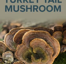 Turkey tail mushroom - Dr. Axe