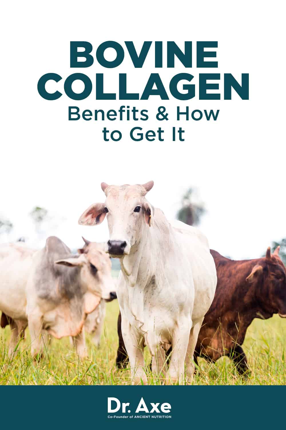 Bovine Collagen Benefits, Uses, Forms And More - Dr. Axe