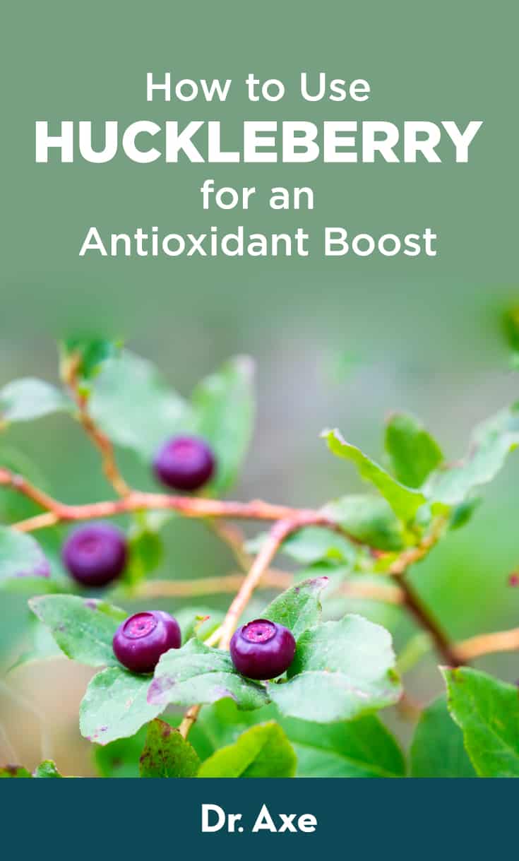 Wild Huckleberry Vs Blueberry Plant My XXX Hot Girl