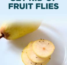 How to get rid of fruit flies - Dr. Axe