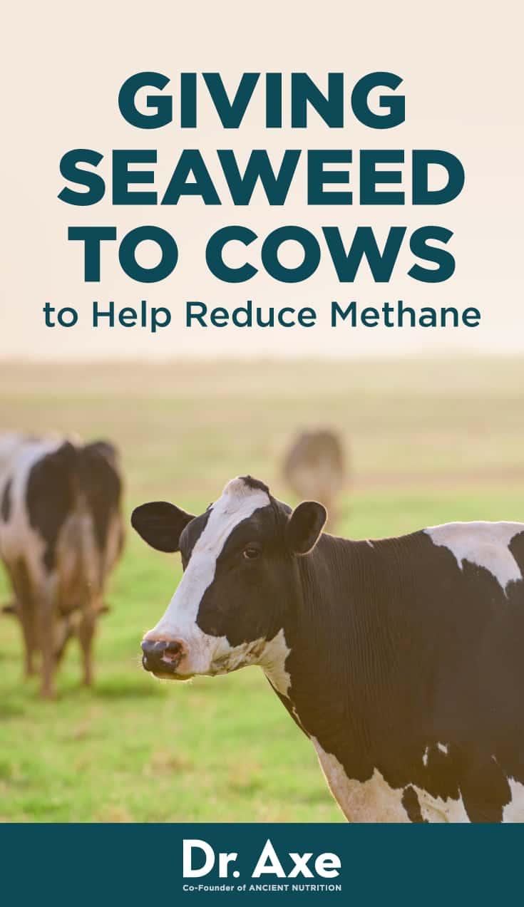 Giving Seaweed to Cows to Help Reduce Methane Dr. Axe