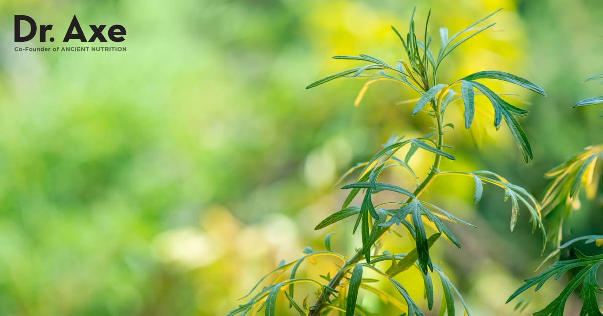 Artemisia annua—A Revolution in the History of Tropical Medicine