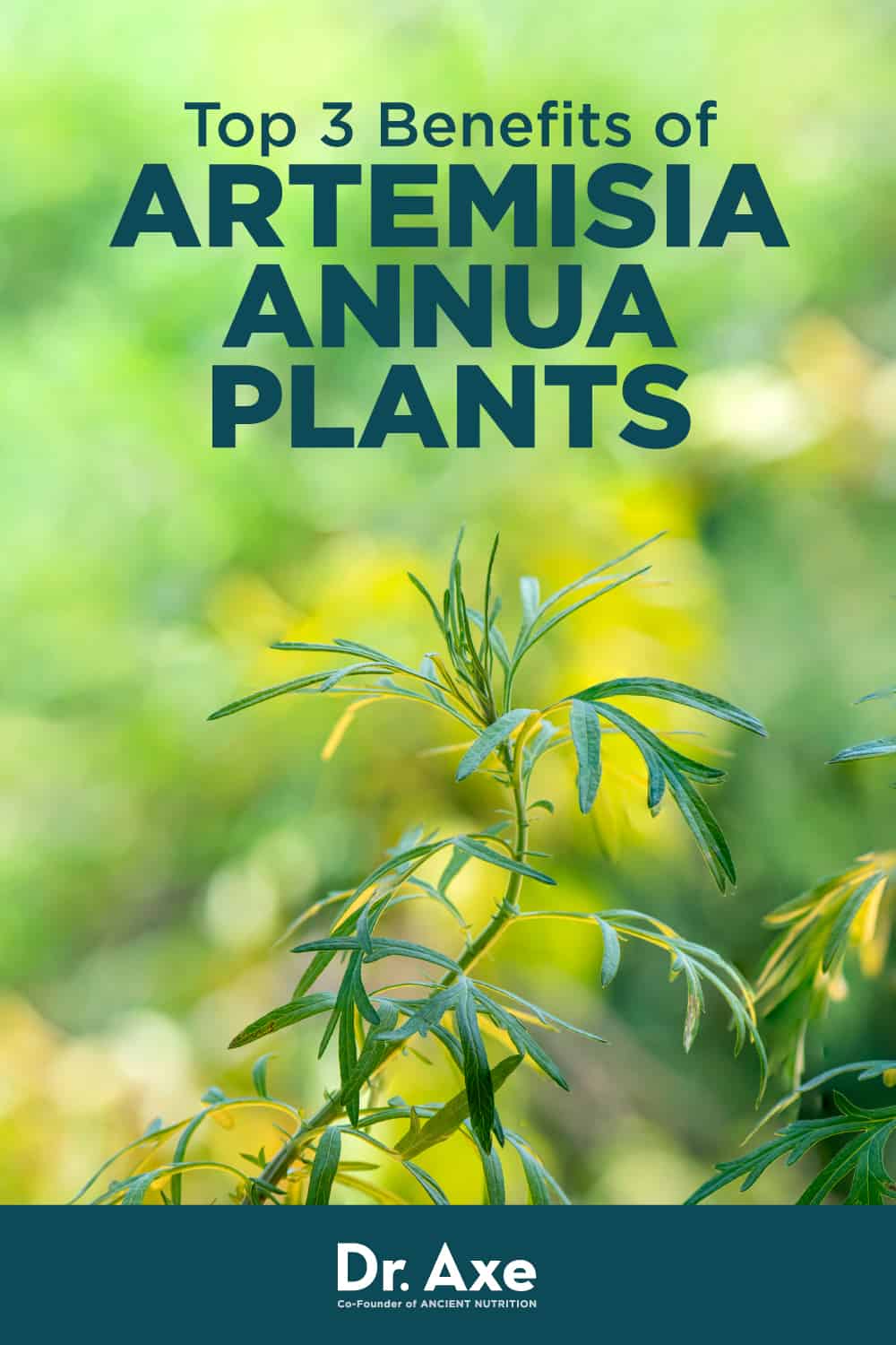 Do Artemisia Annua Benefits Outweigh the Potential Risks? Dr. Axe