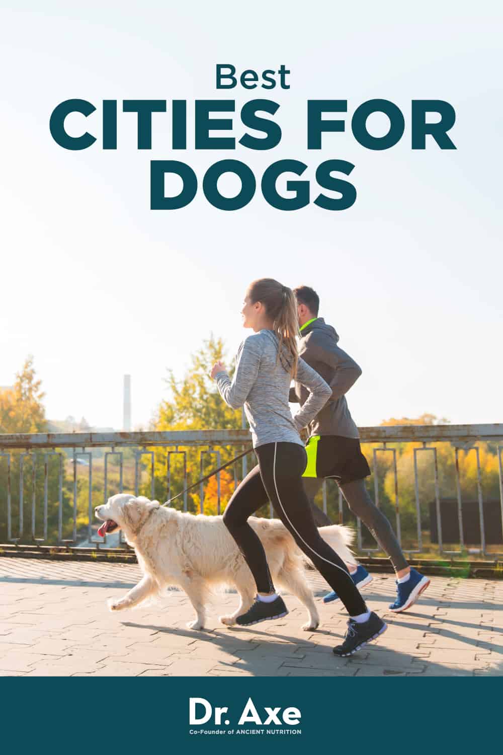 Top 20 Best Cities for Dogs (and the 10 Worst) Dr. Axe