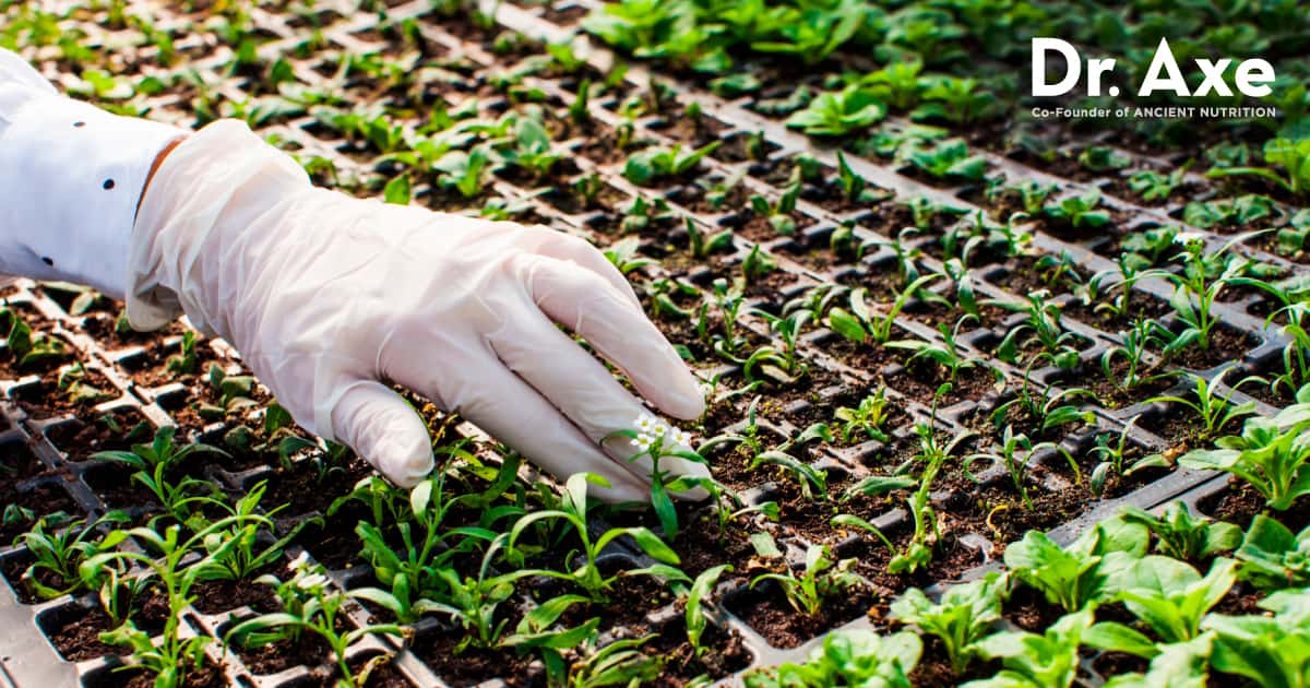 What Is Bioengineered Food New Laws Risks Plus Vs GMO Dr Axe