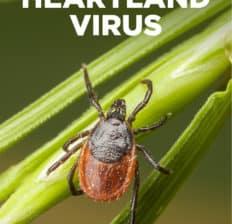 Heartland virus - Dr. Axe