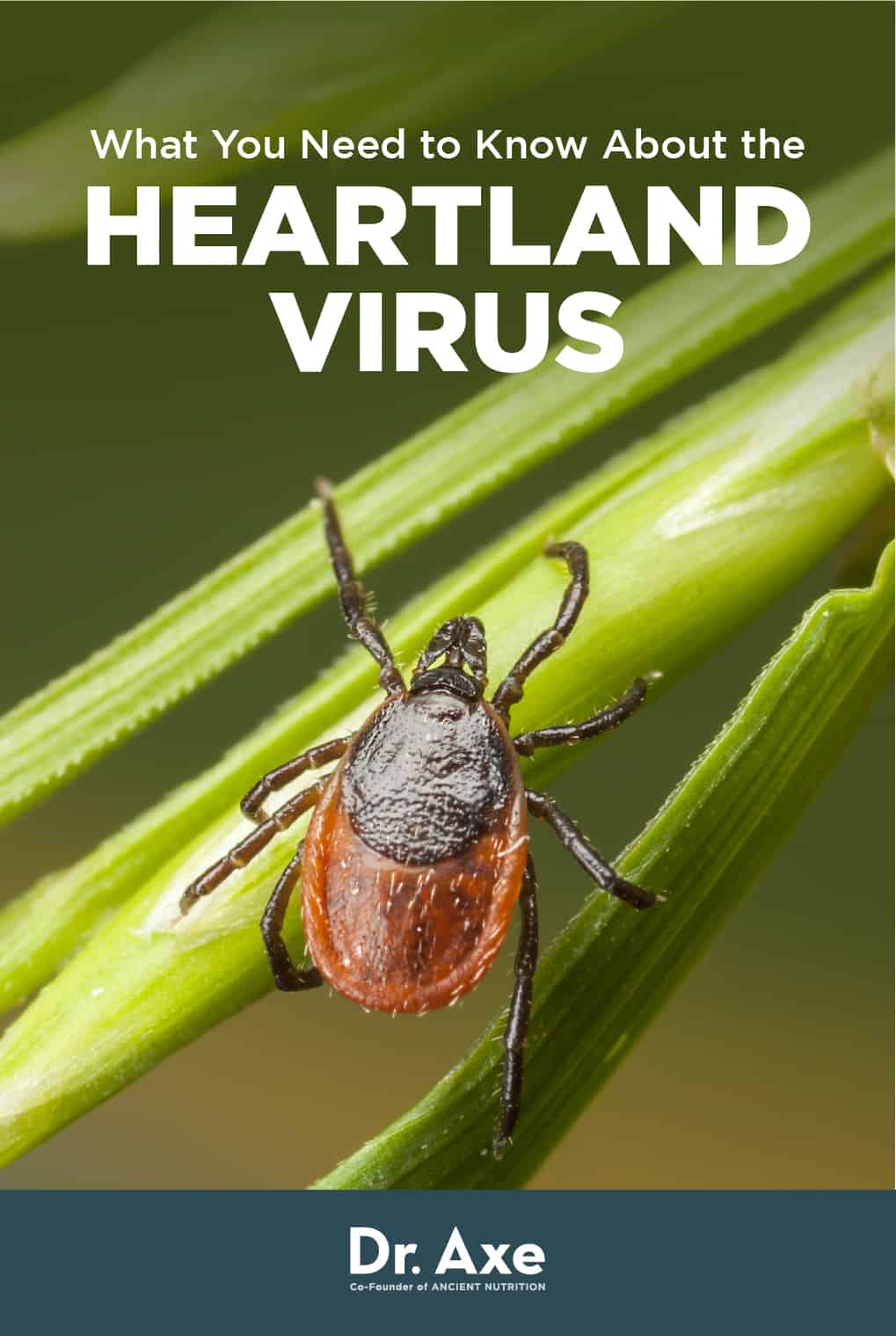 Tick-Borne Heartland Virus Found In Several States - Dr. Axe