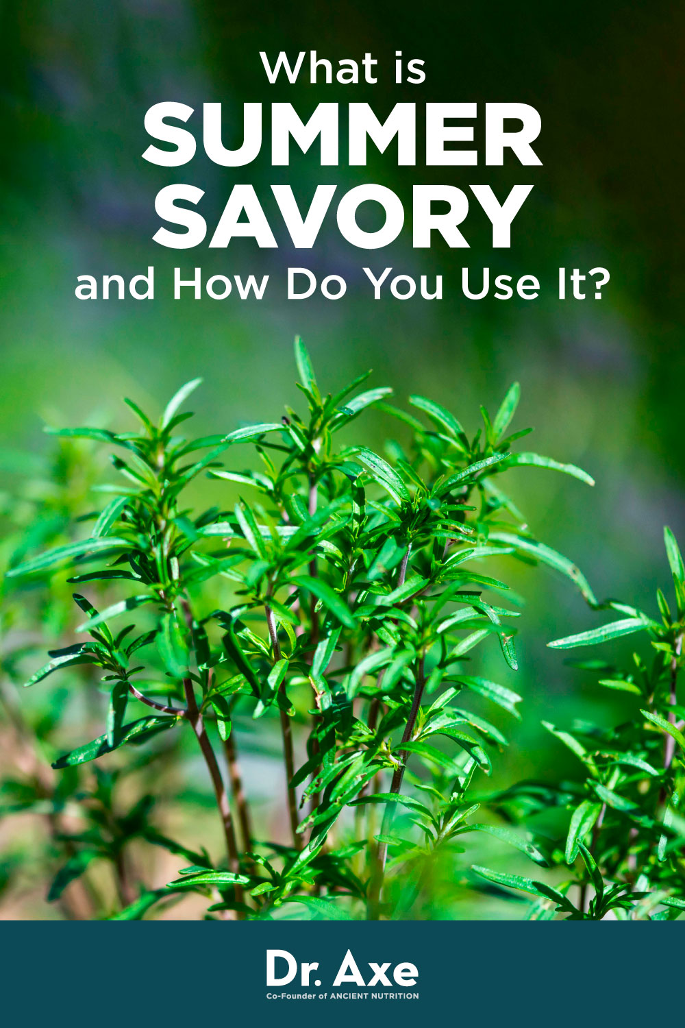 What Is Summer Savory? Benefits, Nutrition, Uses, How to Grow Dr. Axe