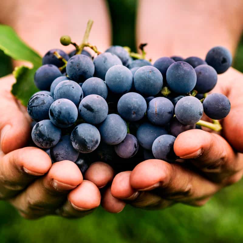 Grapes for longevity - Dr. Axe