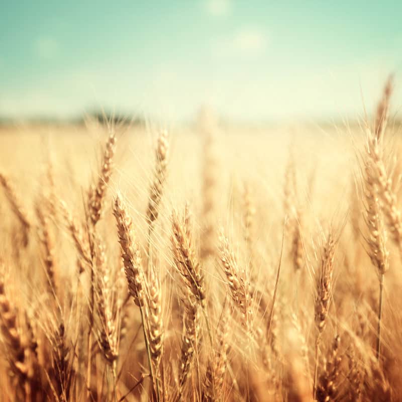 Wheat crops - Dr. Axe