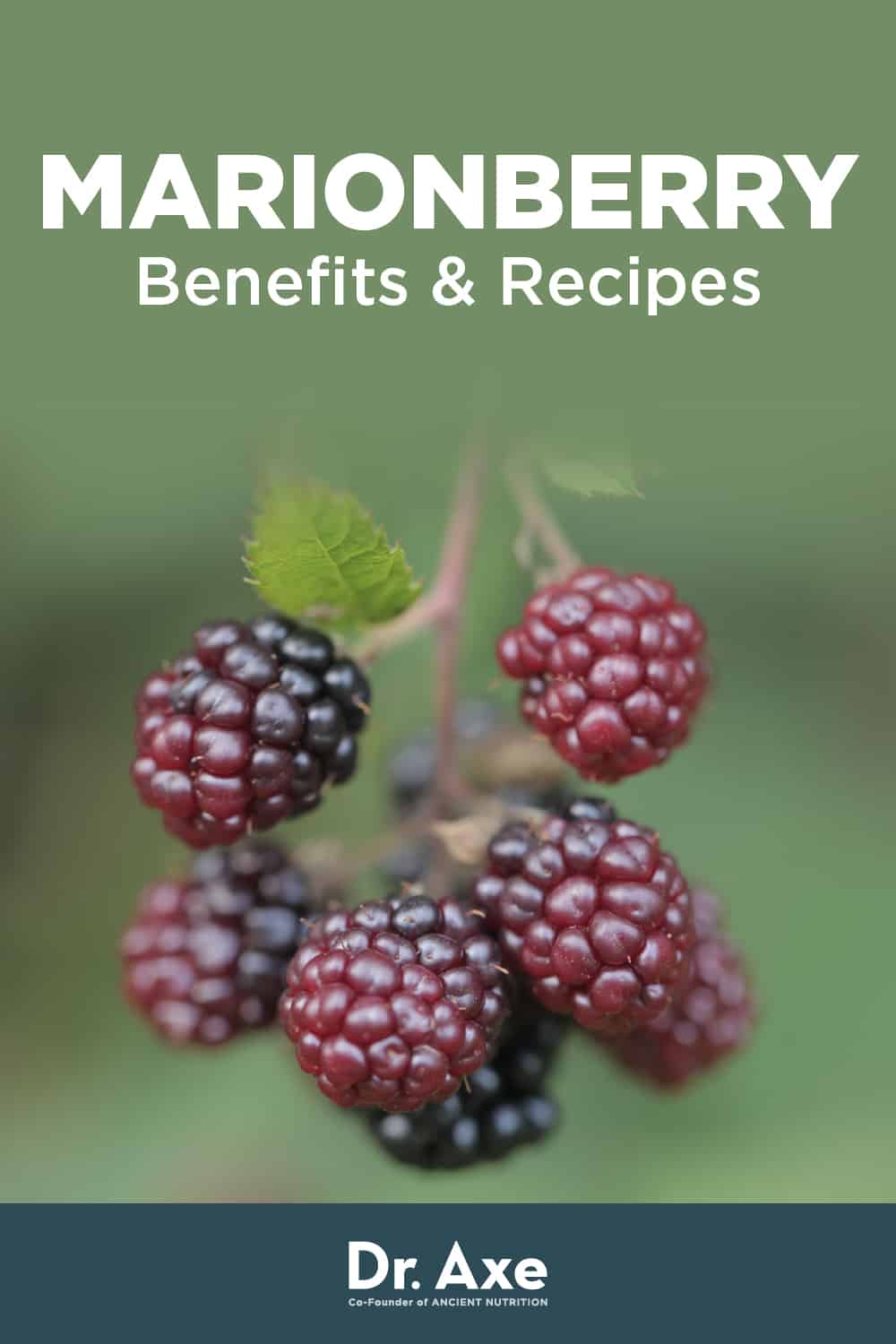 Marionberry Benefits, Nutrition, Uses and Recipes - Dr. Axe