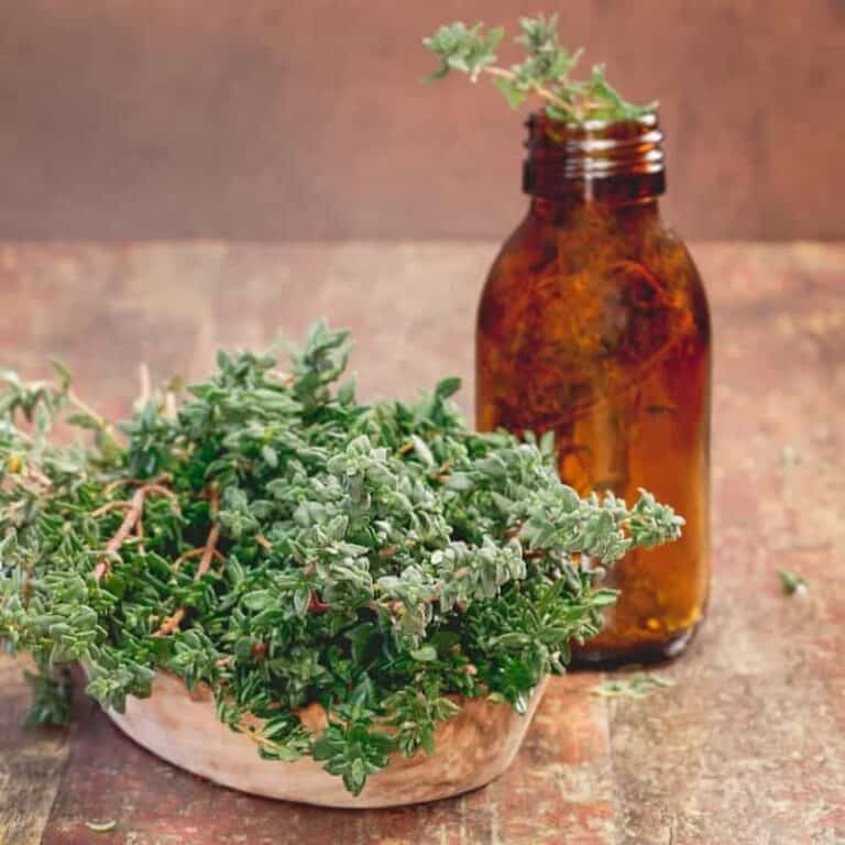 Thyme Oil Benefits, Uses, Risk and Side Effects Dr. Axe