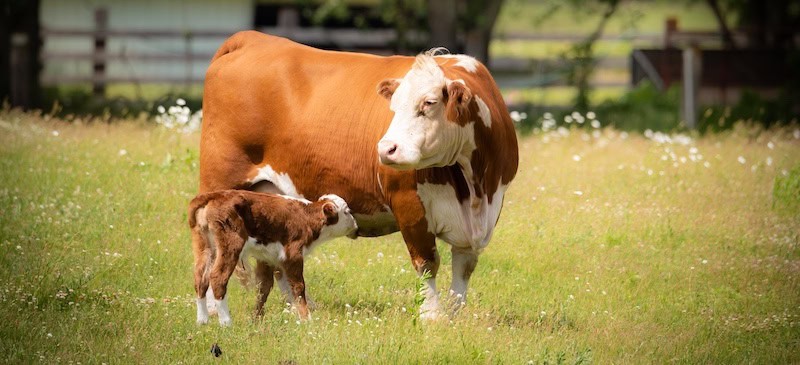 Bovine colostrum