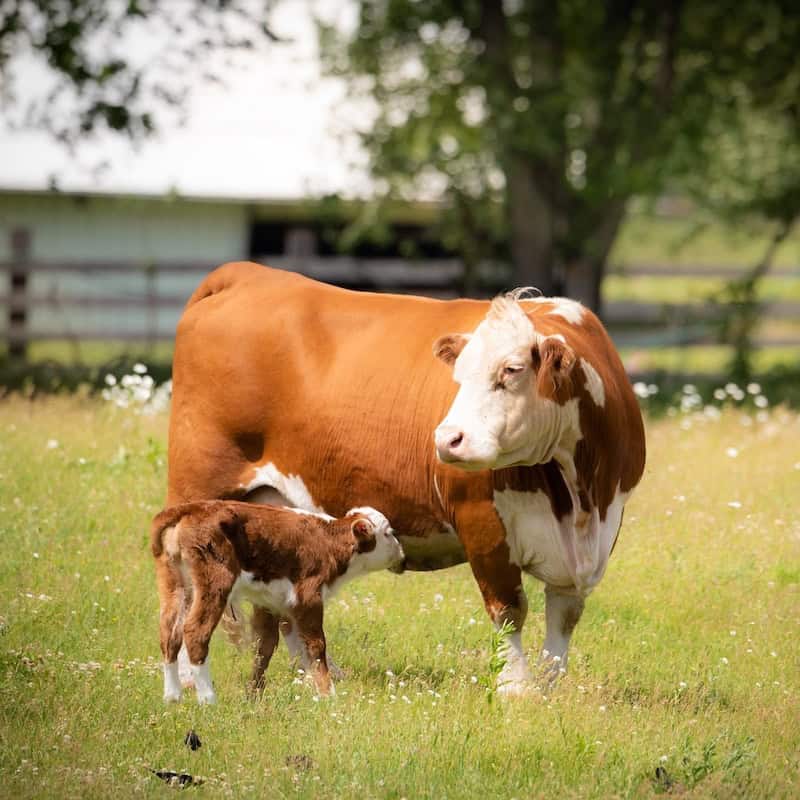 Bovine colostrum