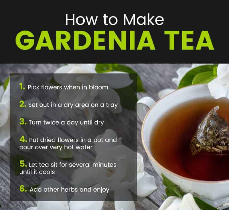 How to make gardenia tea