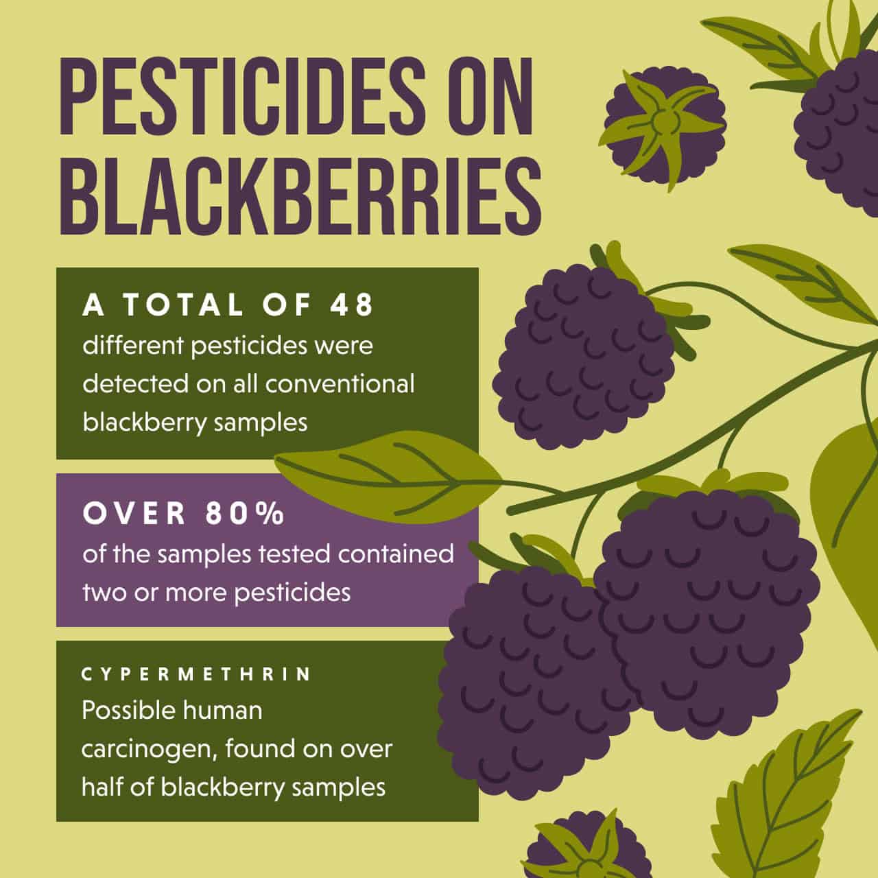 Dirty Dozen 2025: Blackberries